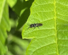 Pemphredonina