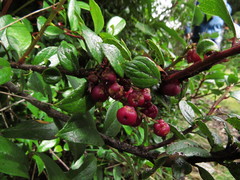 Gaultheria insana