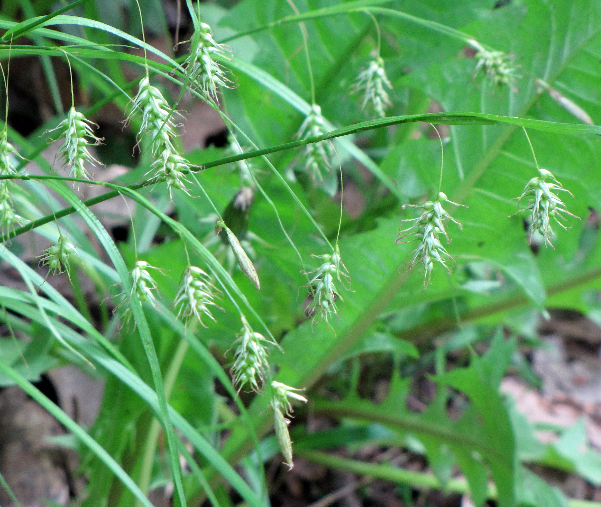 Carex sprengelii
