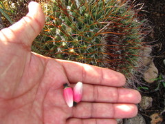 Mammillaria grusonii