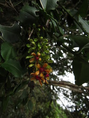 Ercilla syncarpellata