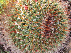 Mammillaria grusonii