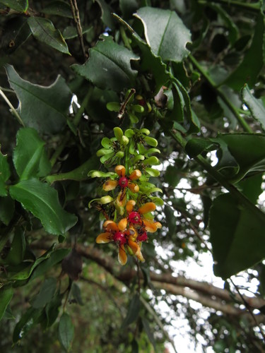Ercilla syncarpellata (Ercilla syncarpellata)