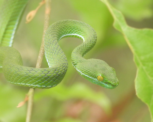 Cardamom Mountains Green Pitviper