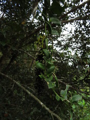 Ercilla syncarpellata