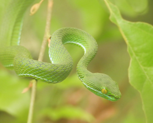 Cardamom Mountains Green Pitviper