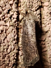 Acrolophus texanella