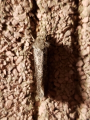 Acrolophus texanella