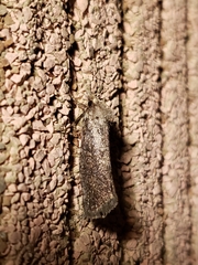 Acrolophus texanella