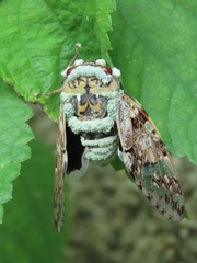 Platypleura kaempferi