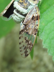 Platypleura kaempferi