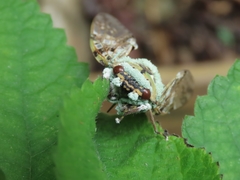 Platypleura kaempferi