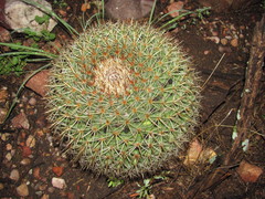 Mammillaria grusonii