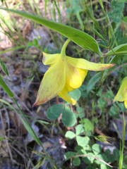 Calochortus pulchellus