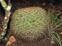 Mammillaria grusonii