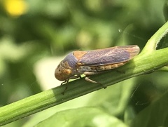 Oncometopia hamiltoni