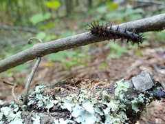 Hemileuca maia