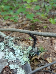 Hemileuca maia