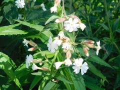 Silene latifolia