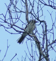 Pachycephala cinerea
