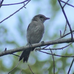 Pachycephala cinerea