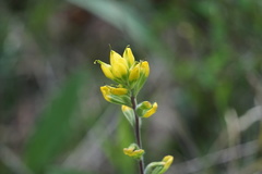 Castilleja kraliana