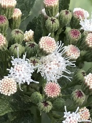 Ageratina petiolaris