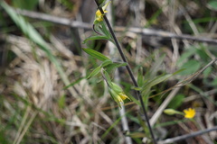 Castilleja kraliana