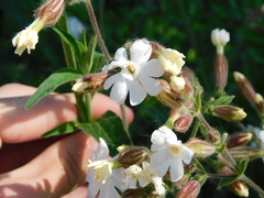Silene latifolia