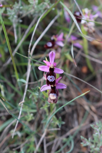 Bertoloni's bee orchid (Ophrys bertolonii)