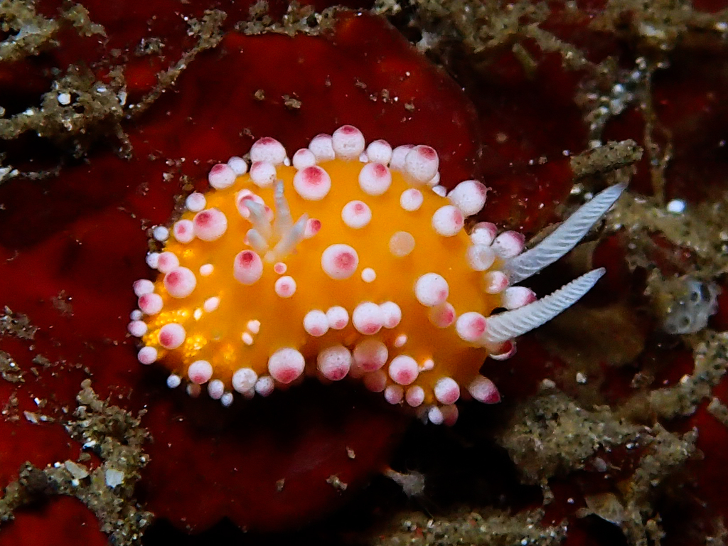 Sunburst Ray Dorid