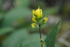 Castilleja kraliana
