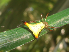 Micrathena crassispina