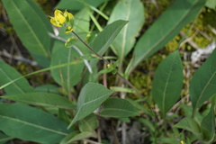 Castilleja kraliana