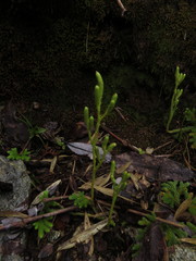 Austrolycopodium paniculatum
