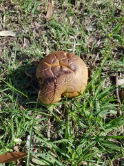 Phylloporus clelandii