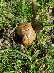 Phylloporus clelandii