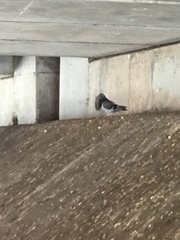 Columba livia