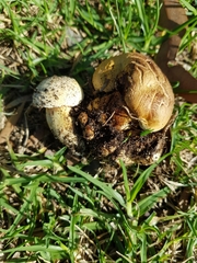 Phylloporus clelandii