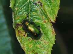 Abirus fortunei