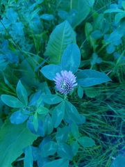 Trifolium pratense