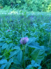 Trifolium pratense