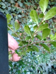 Azara microphylla