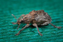 Oxyops vitiosus