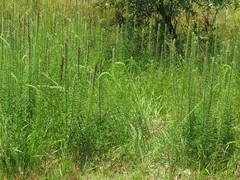 Liatris pycnostachya pycnostachya