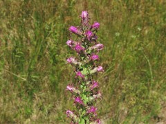 Liatris pycnostachya pycnostachya