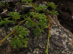 Austrolycopodium paniculatum