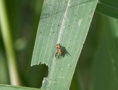 Condylostylus patibulatus