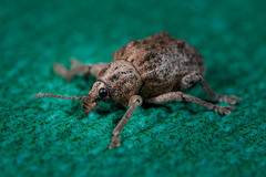 Oxyops vitiosus