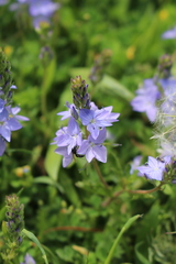 Veronica prostrata